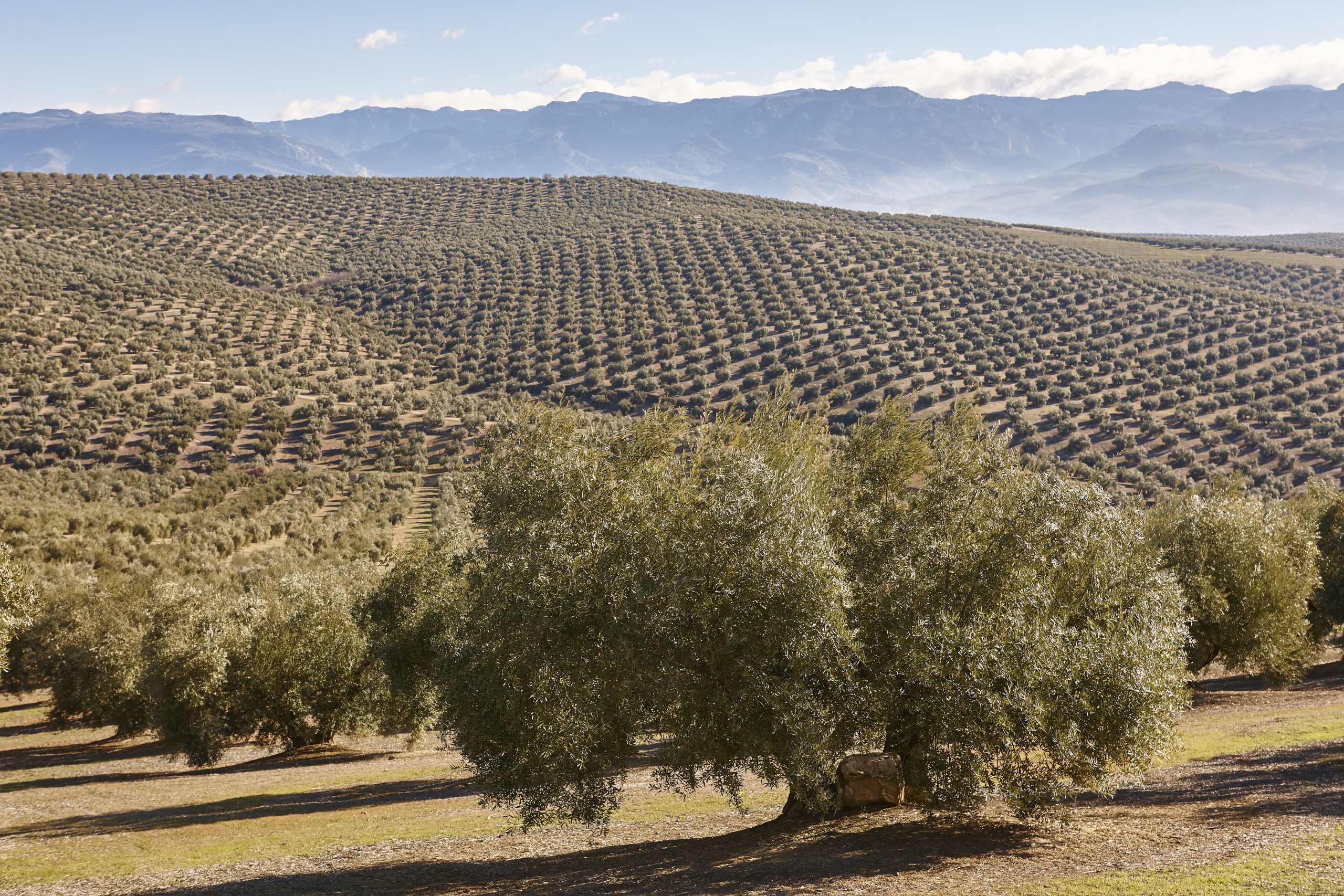 Olive tree fields in Andalusia. Spanish agricultural landscape